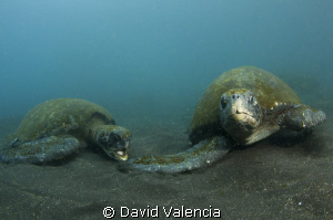 This bay on Isabella Is. was crawling with green sea turt... by David Valencia 